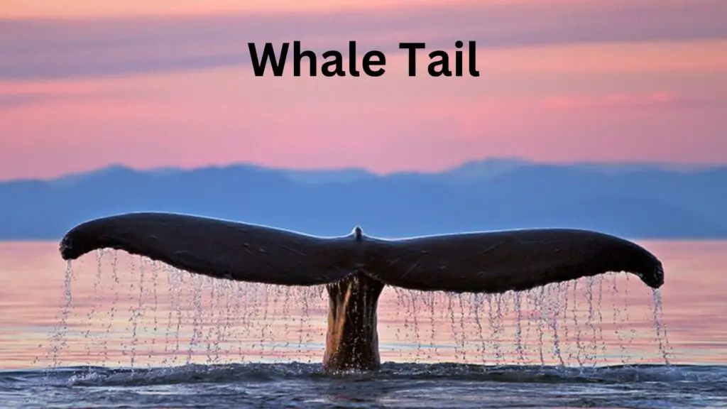 Whale Tail